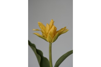 YELLOW SPIDER